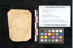 Foto (Objekt + Etikett) von Salix caprea L. (NHMW-GEO-2024-0188-11609)